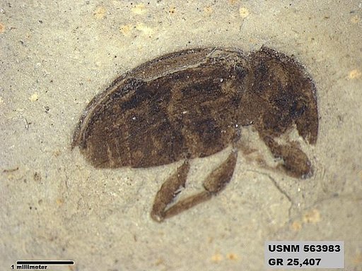 Insecta