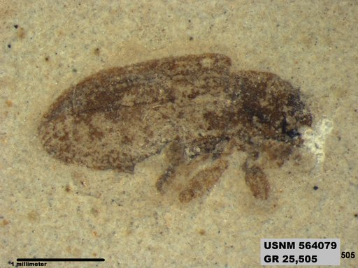 Insecta