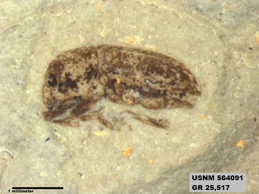 Insecta