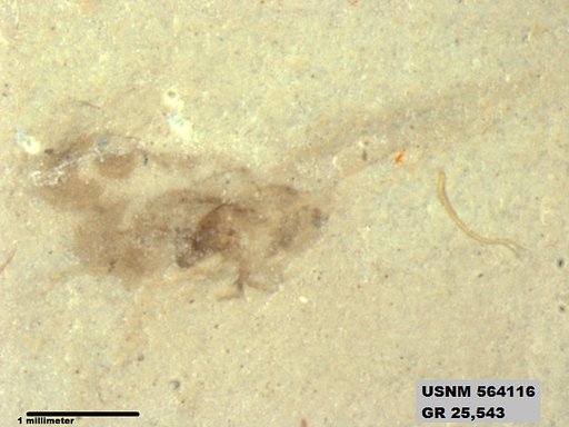 Genus sp