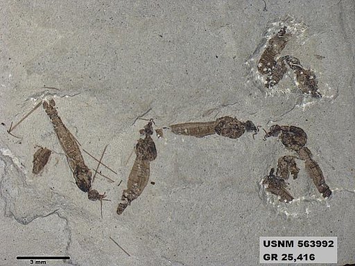 Genus sp