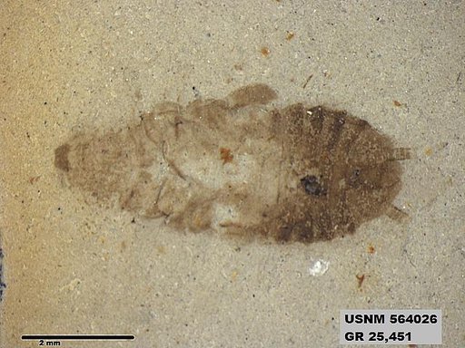 Genus sp