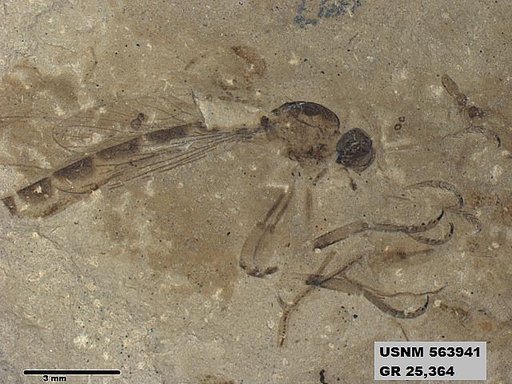 Genus sp