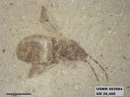 Genus sp