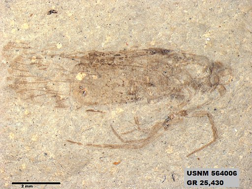 Genus sp