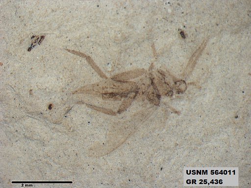 Genus sp