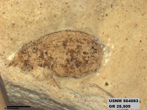 Insecta