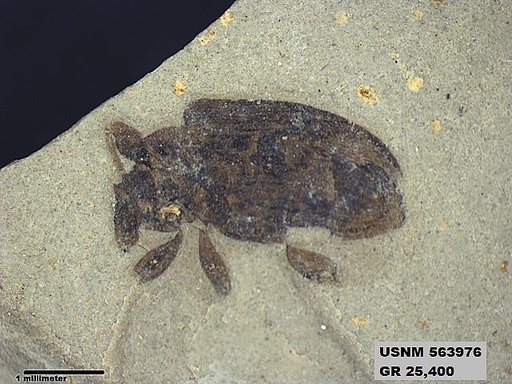 Insecta
