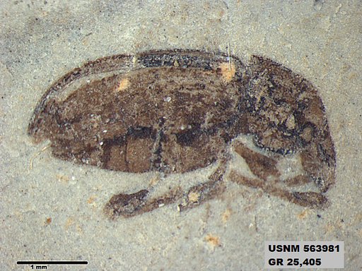 Insecta
