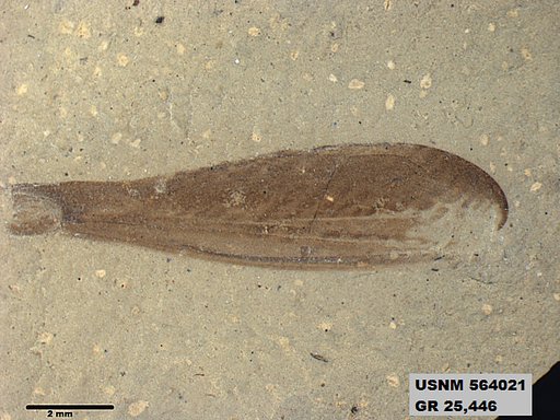 Genus sp