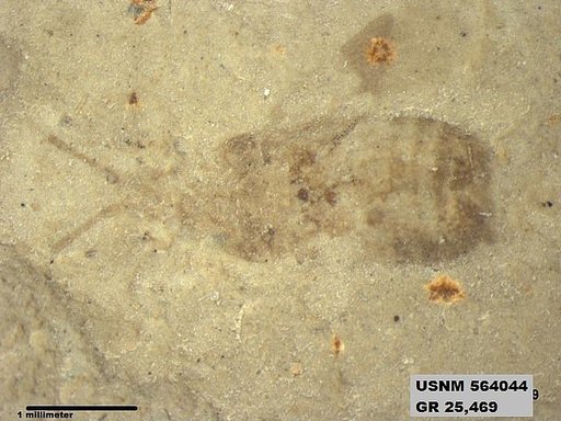 Genus sp