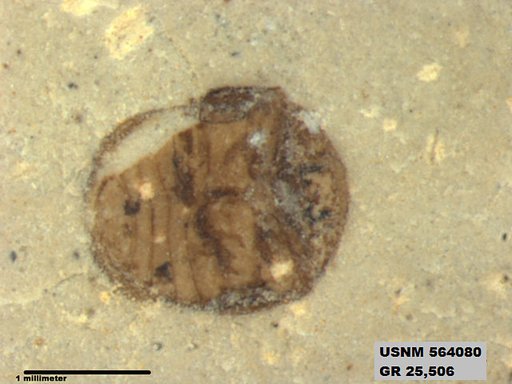 Insecta