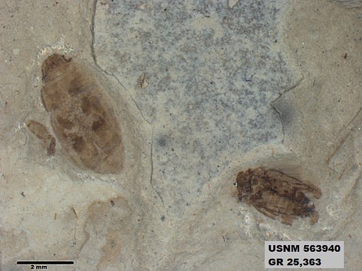 Genus sp