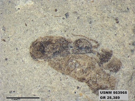 Genus sp