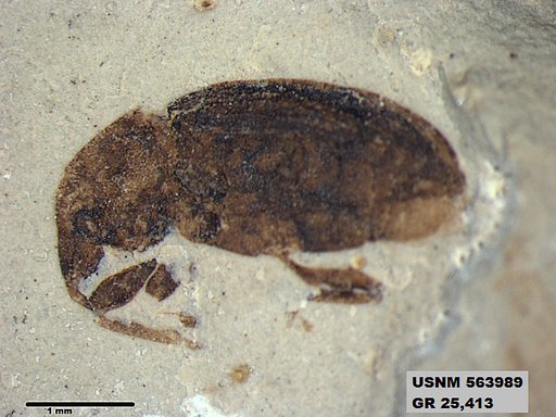 Insecta