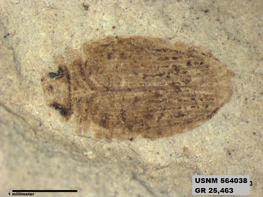 Insecta