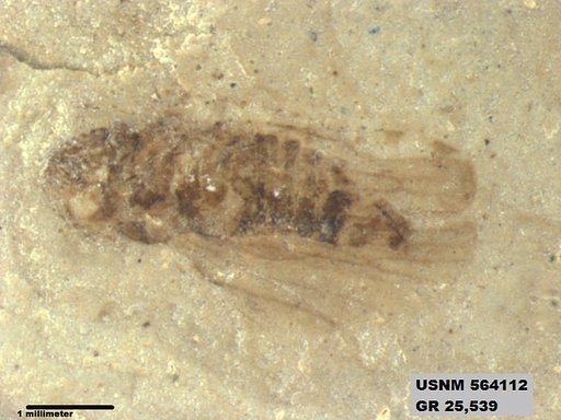 Genus sp
