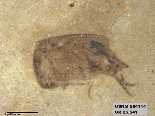 Insecta