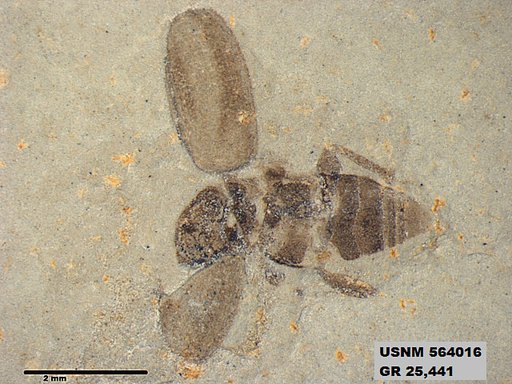 Insecta