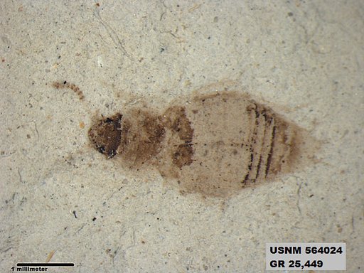Insecta