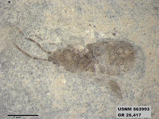 Genus sp