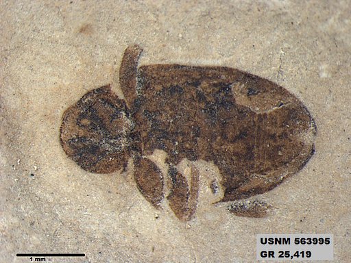 Insecta