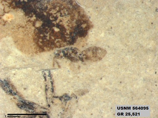 Genus sp