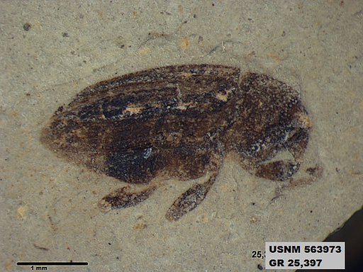 Insecta