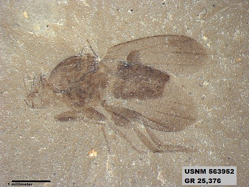 Genus sp