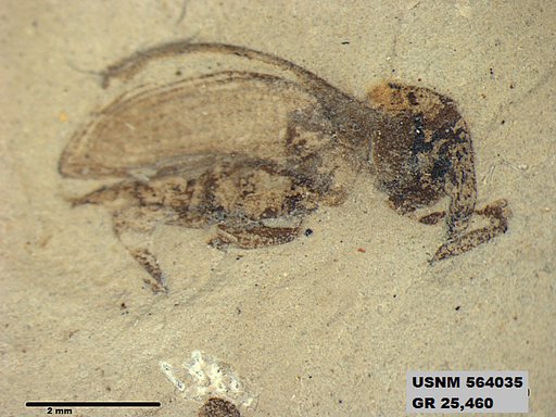 Insecta