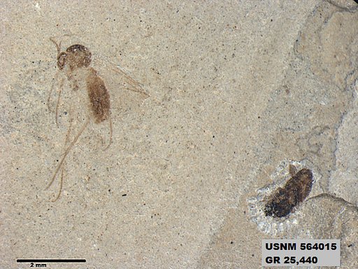 Genus sp