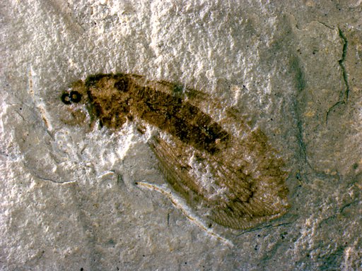 Insecta