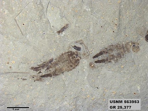 Genus sp