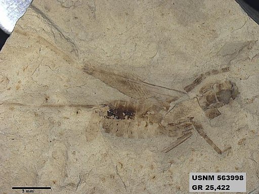Eozacla problematica