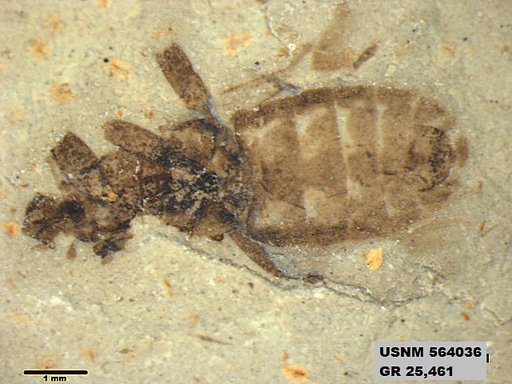 Genus sp