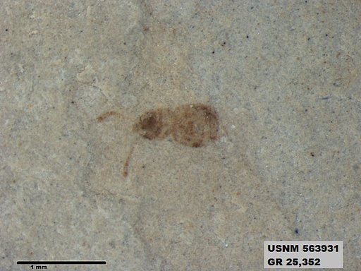 Insecta