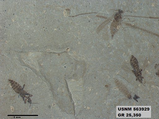 Insecta