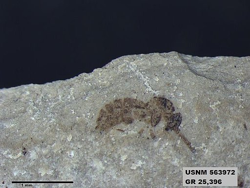 Insecta