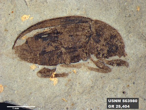 Insecta