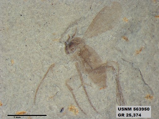Genus sp