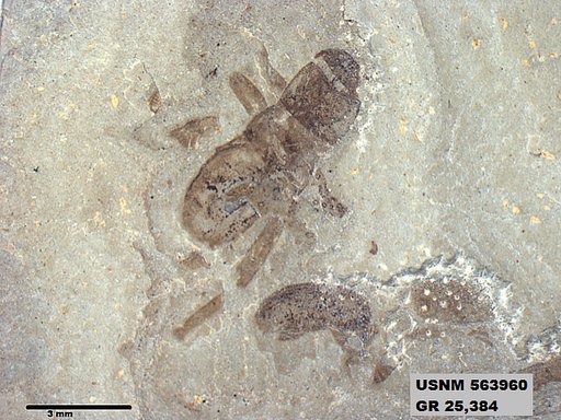 Pteromogoplistes smithii