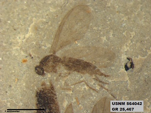 Insecta