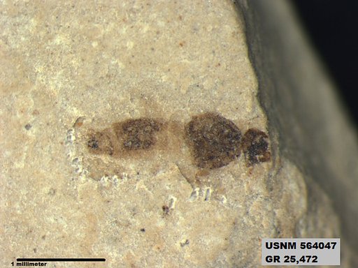 Genus sp