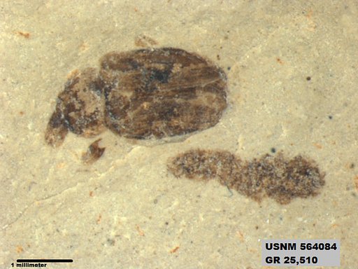 Insecta