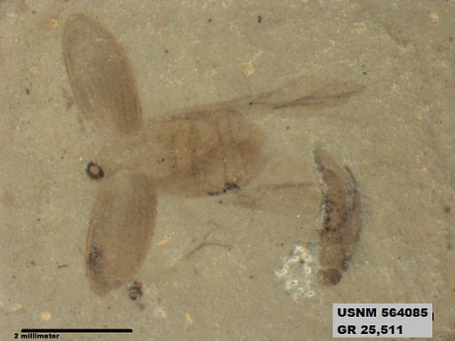 Insecta