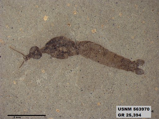 Genus sp