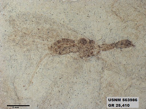 Insecta