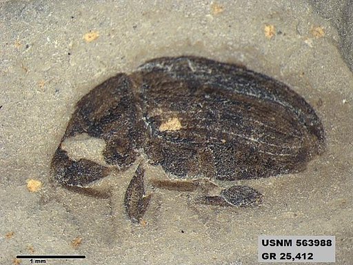 Insecta