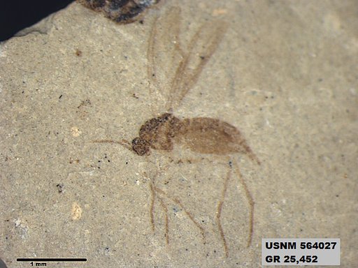 Genus sp