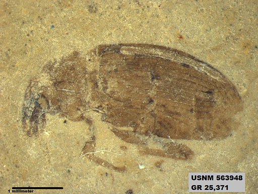 Insecta